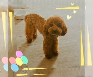 Father of the Maltipoo (Toy) puppies born on 03/30/2026