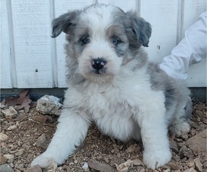 Aussiedoodle Miniature  Puppy for sale in COUCH, MO, USA
