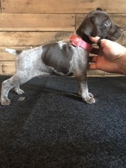 German Shorthaired Pointer Puppy for sale in KEARNEYSVILLE, WV, USA