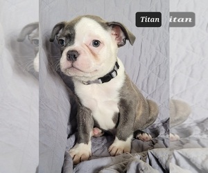 Boston Terrier Puppy for sale in POMEROY, OH, USA