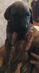 Small Photo #15 Great Dane Puppy For Sale in WEIRTON, WV, USA