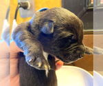 Small Mutt