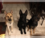 Small Photo #12 German Shepherd Dog Puppy For Sale in JOLIET, IL, USA