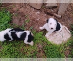 Small Photo #11 Sheepadoodle Puppy For Sale in INDEPENDENCE, MO, USA