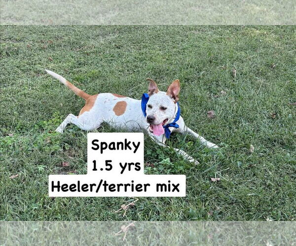 Medium Photo #4 Red Heeler-Unknown Mix Puppy For Sale in Uwchlan, PA, USA