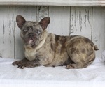 Small Photo #2 French Bulldog Puppy For Sale in MILLERSBURG, OH, USA