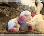Small #5 American Bully