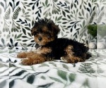 Small #3 YorkiePoo