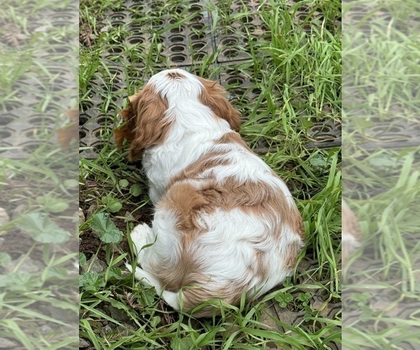 Full screen Photo #3 Cavalier King Charles Spaniel Puppy For Sale in ESTACADA, OR, USA
