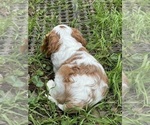 Small Photo #3 Cavalier King Charles Spaniel Puppy For Sale in ESTACADA, OR, USA