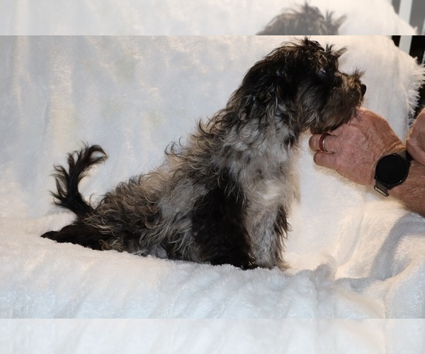 Medium Photo #19 Yorkiepoo mix (+ Poodle Toy) Puppy For Sale in DYERSBURG, TN, USA