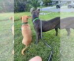 Small Photo #5 Carolina Dog-Unknown Mix Puppy For Sale in Oakhurst, NJ, USA