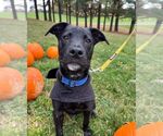 Small #8 Labrador Retriever Mix