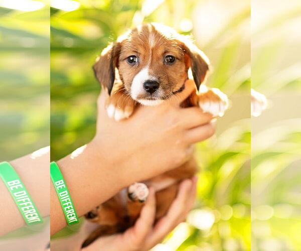 Medium Photo #3 Dachshund Puppy For Sale in Corona, CA, USA