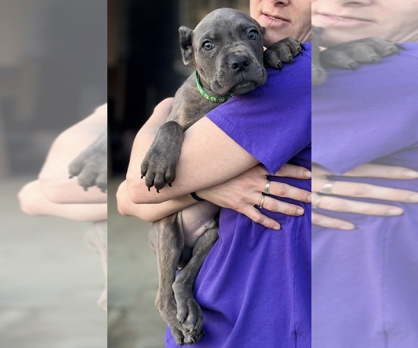 Medium Photo #15 Cane Corso Puppy For Sale in ANDERSON, IN, USA