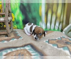 Dachshund Puppy for sale in CASSVILLE, MO, USA