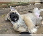 Small Photo #7 Akita-Siberian Husky Mix Puppy For Sale in ALEXANDRIA, VA, USA