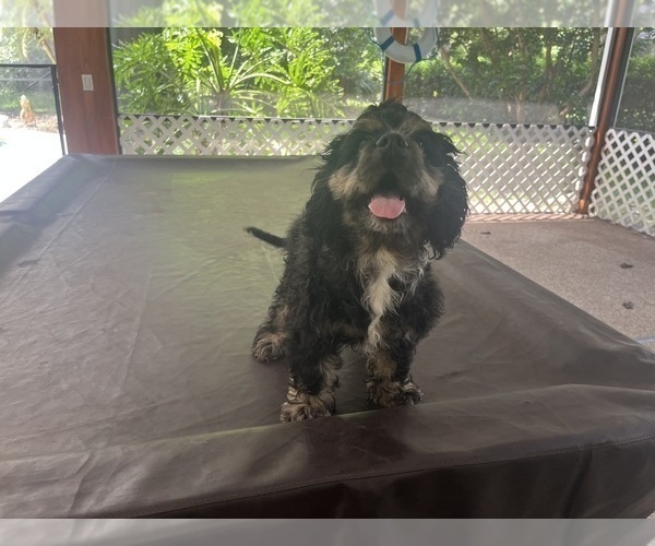 Medium Photo #4 Cocker Spaniel Puppy For Sale in WINDERMERE, FL, USA