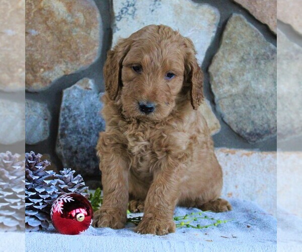 Medium Photo #3 Goldendoodle-Poodle (Standard) Mix Puppy For Sale in KINZERS, PA, USA