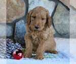 Small Photo #3 Goldendoodle-Poodle (Standard) Mix Puppy For Sale in KINZERS, PA, USA