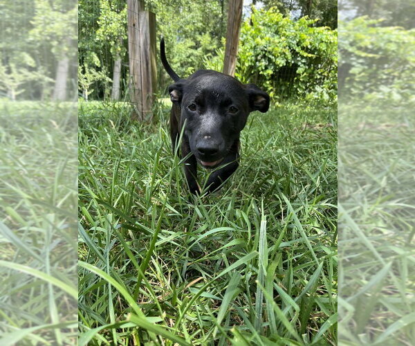Medium Photo #2 Mutt Puppy For Sale in Candler, NC, USA