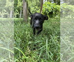 Small #1 Mutt