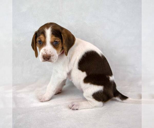 Medium Photo #6 Mutt Puppy For Sale in Kennesaw, GA, USA