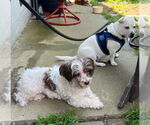 Small #8 Hava-Apso