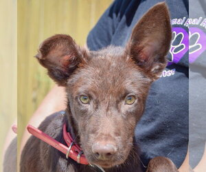 Mutt Dogs for adoption in Huntley, IL, USA
