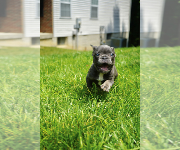 Medium Photo #6 French Bulldog Puppy For Sale in CLINTON, MD, USA