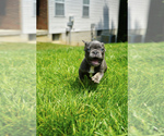 Small Photo #6 French Bulldog Puppy For Sale in CLINTON, MD, USA