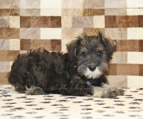 Medium Photo #2 Schnauzer (Miniature) Puppy For Sale in DENVER, PA, USA