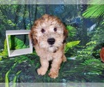 Small Photo #9 Goldendoodle (Miniature) Puppy For Sale in BLACK FOREST, CO, USA