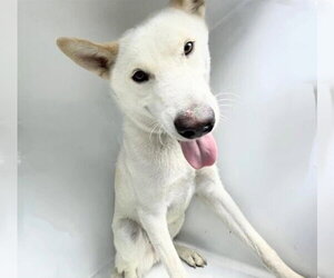 Siberian Husky Dogs for adoption in Houston, TX, USA