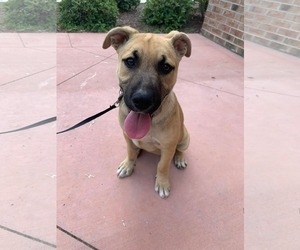 German Shepherd Dog-Unknown Mix Dogs for adoption in Holly Springs, NC, USA