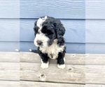 Small Photo #6 Bernedoodle Puppy For Sale in YACOLT, WA, USA