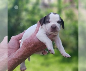 Pointer Puppy for sale in POMEROY, WA, USA