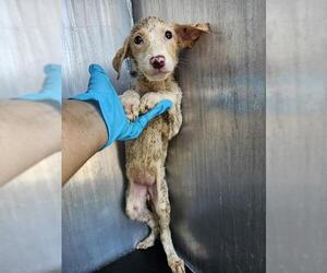 Labrador Retriever-Unknown Mix Dogs for adoption in San Antonio, TX, USA