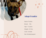 Small #5 Mutt