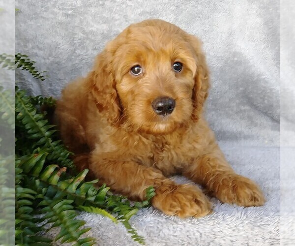 Medium Photo #3 Goldendoodle Puppy For Sale in FREDERICKSBG, OH, USA