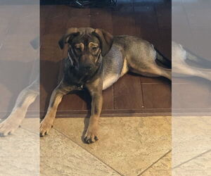 Beagle-Unknown Mix Dogs for adoption in Valrico, FL, USA