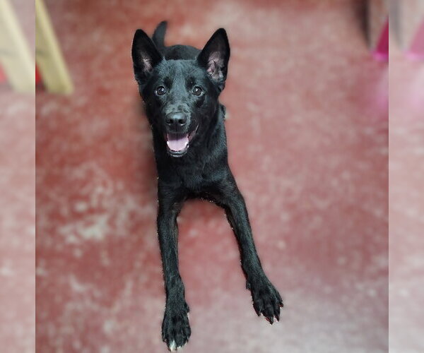 Medium Photo #6 Border Collie-Unknown Mix Puppy For Sale in Fargo, ND, USA