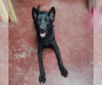 Small #5 Border Collie Mix