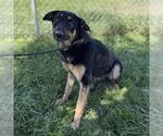 Small German Shepherd Dog Mix