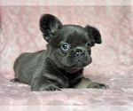 Small #4 French Bulldog