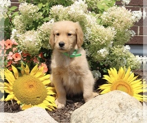 Golden Retriever Puppy for sale in APPLE CREEK, OH, USA