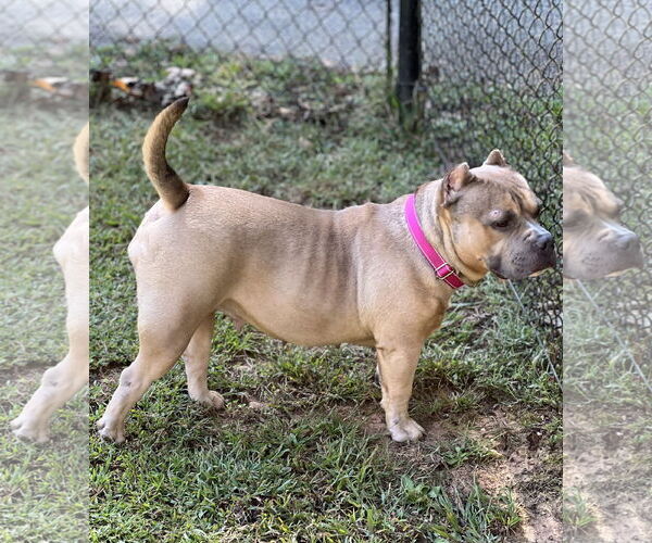 Medium Photo #6 American Bulldog-Unknown Mix Puppy For Sale in Lakemont, GA, USA