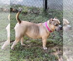 Small #5 American Bulldog Mix