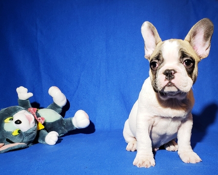 Medium Photo #18 French Bulldog Puppy For Sale in ADRIAN, MI, USA