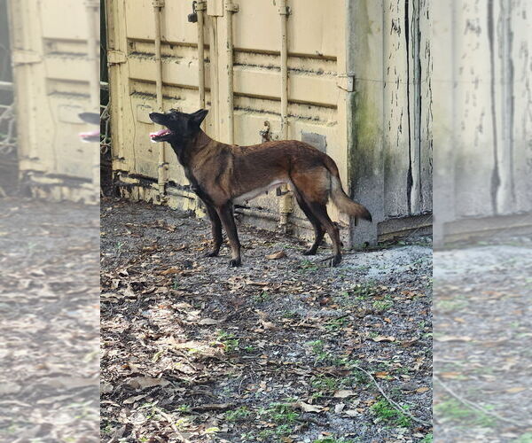 Medium Photo #4 Mutt Puppy For Sale in Imlay City, MI, USA